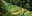 Guatemala