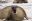 FALKLAND ISLANDS – Elephant seal