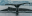 Antarctica humpback whale