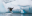 Diving penguin, Antarctica