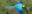 Blue-and-Gold-Macaw-Jorge-Lopes-1.jpg