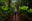 lata-website-cr-hanging-bridge.jpeg