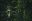 Amor-Arenal-Forest-Immersion