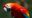 Beautifil-Scarlet-Macaw-in-Amazon-Forest-in-Peru-e1631195600437