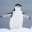 Chinstrap-Penguin-Antarcticca