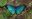 morpho_butterfly