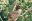 Three-toed sloth, Panama