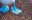 Blue Footed Bobby Galapagos