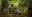 Agroforestry