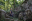 Walking among ancient rainforest giants