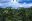Coffee plantation
