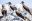Blue-footed Boobies