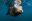 Swimming with Sea Lions at Camp Cecil de la Isla