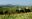 Horse riding along vineyards