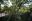 Yoga under the trees