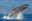humpbackwhales