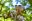 monos-1