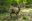 Chile Fauna