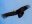 Andean-Condor-Ecuador