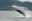 Ballena_Nuqui