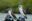 Blue-footed-boobie-ecuador-2-1