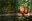 Early_Monkey_2027-2028
