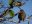 Finches-at-Montemar