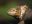 Galapagos-land-iguana-Baltra-©-Johannes-Ploderer
