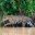 Pantanal-Brazil-Jaguar