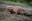 Pink-Iguana