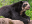 Spectacled-Bear-Ecuador
