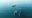 Whales-Argentina