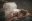 optimized-image-8
