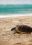 turtle-beach-1