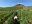 vinedo