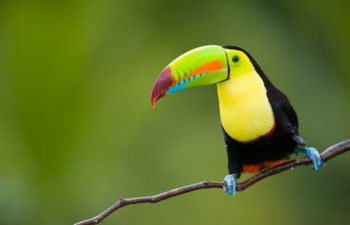 Toucan, Costa Rica