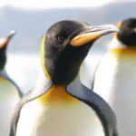 penguins, Antarctica