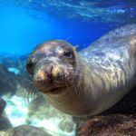 Sea lion, Galapagos