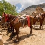 Horses Real de Catorce Mexico, Shutterstock