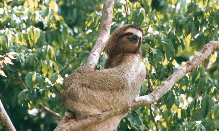 Reef and Rainforest Tours Ltd.