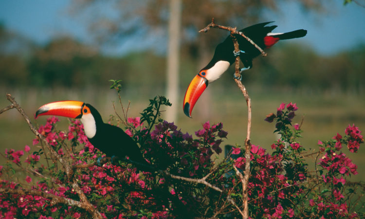 Reef and Rainforest Tours Ltd.