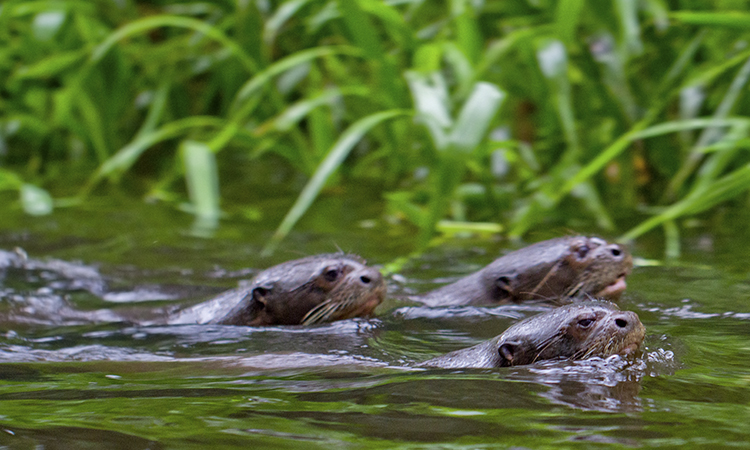 Napo Wildlife Center