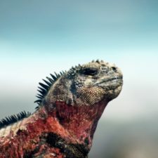 iguana-galapagos-ecuador-llama-travel-1-jpg