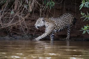 jaguar-pantanal