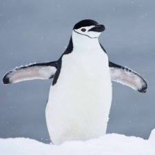 chinstrap-penguin-antarcticca-jpg