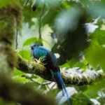 panama-quetzal