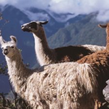 llamas_peru-jpg