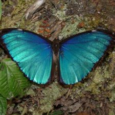 morpho_butterfly-jpg