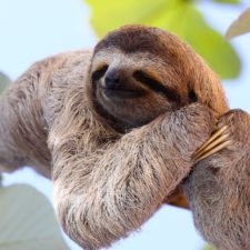 sloth-jpg