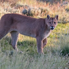 puma-encounter-jpg